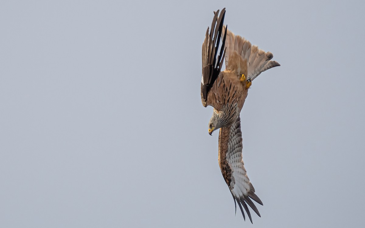 Red Kite (Red) - ML547535651