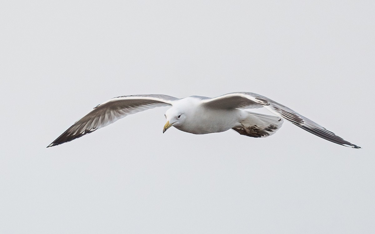 Caspian Gull - Wouter Van Gasse