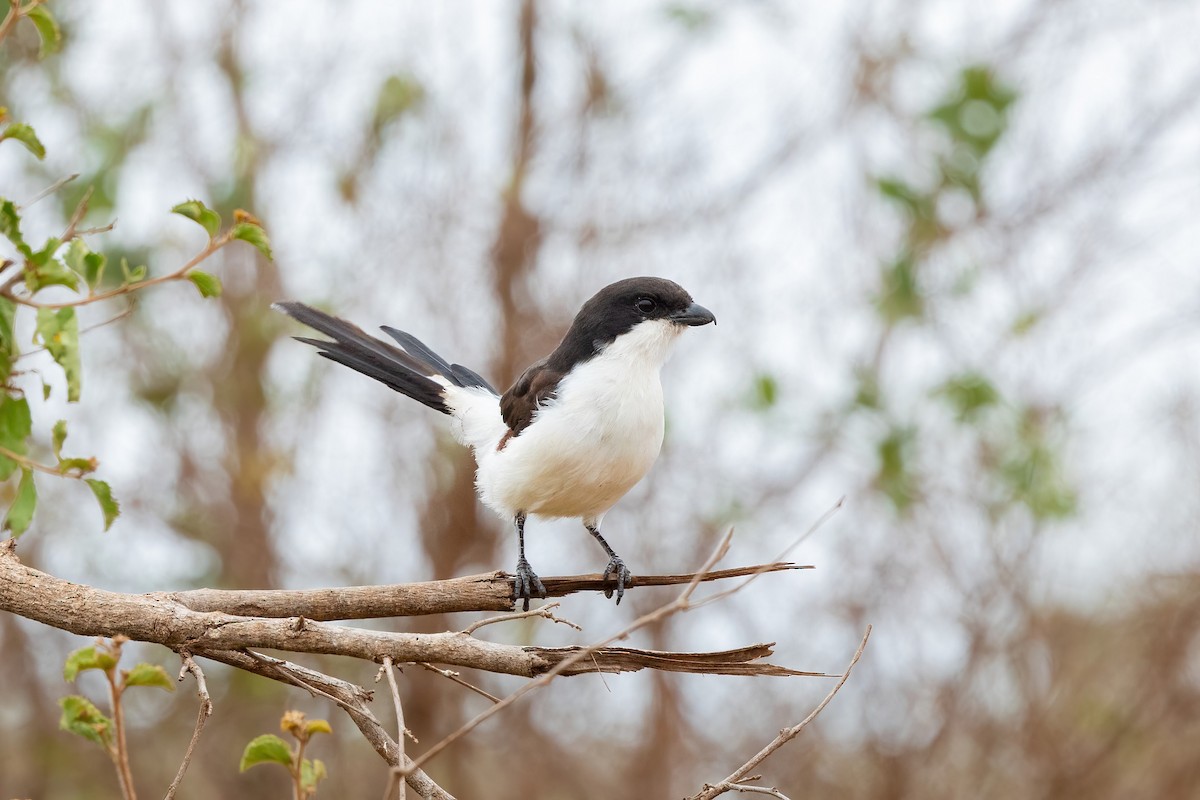 Long-tailed Fiscal - Thibaud Aronson
