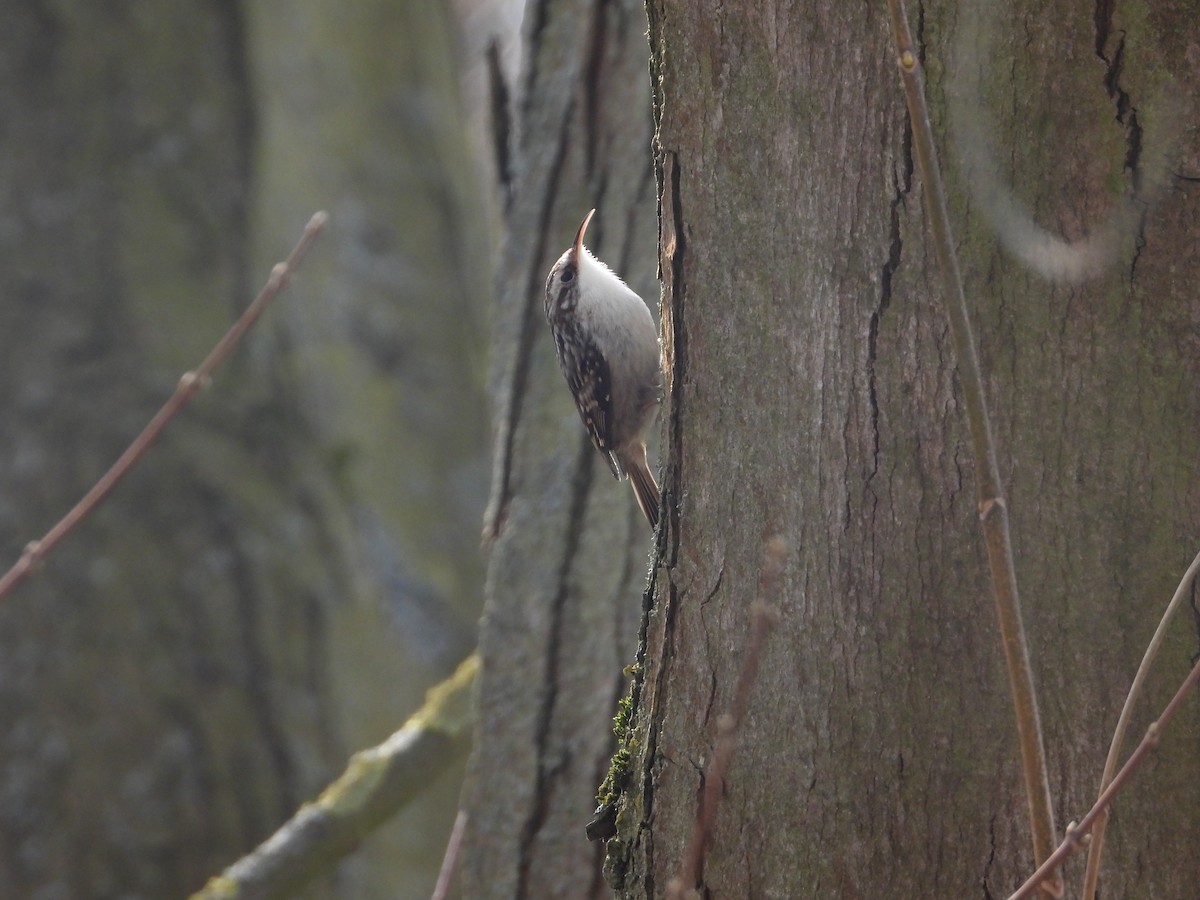 Short-toed Treecreeper - ML547536591