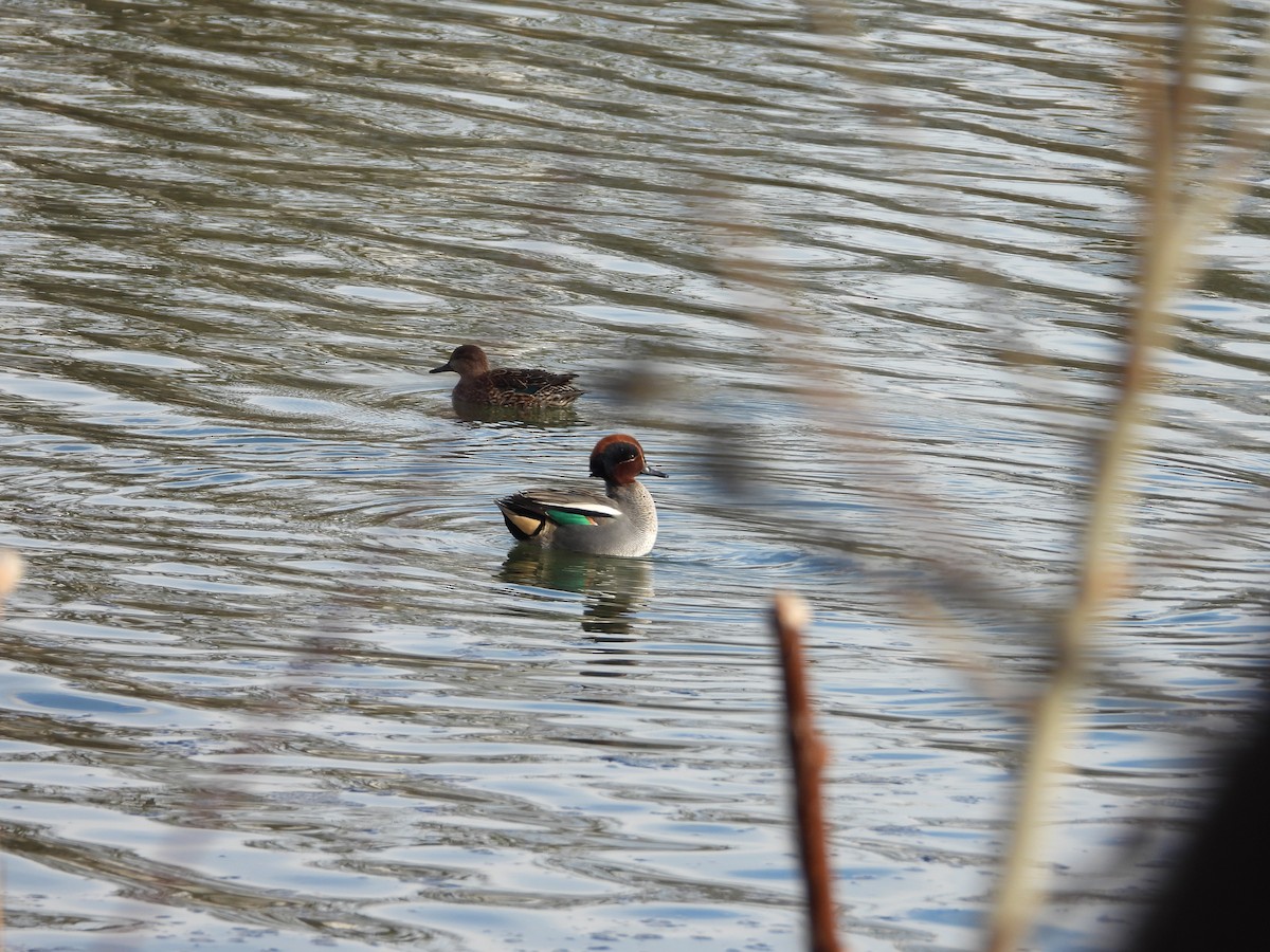 Green-winged Teal (Eurasian) - ML547536711