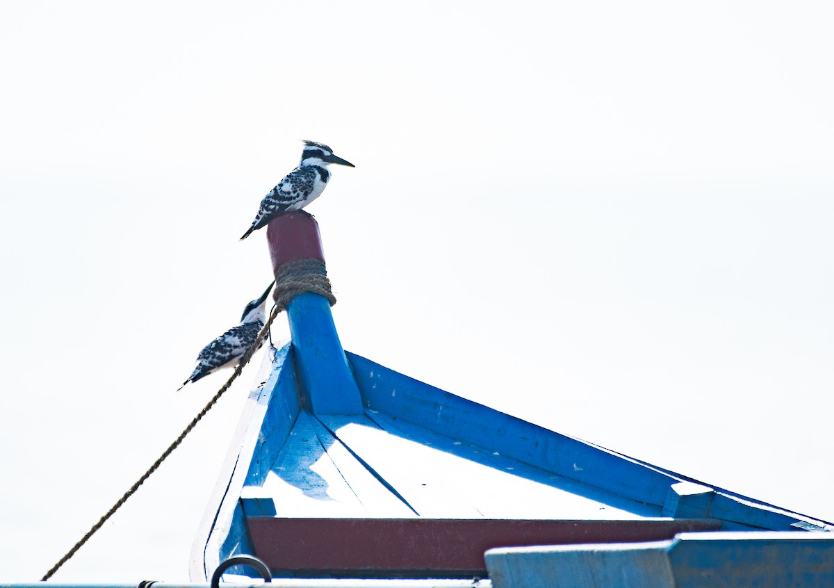 Pied Kingfisher - ML547536821