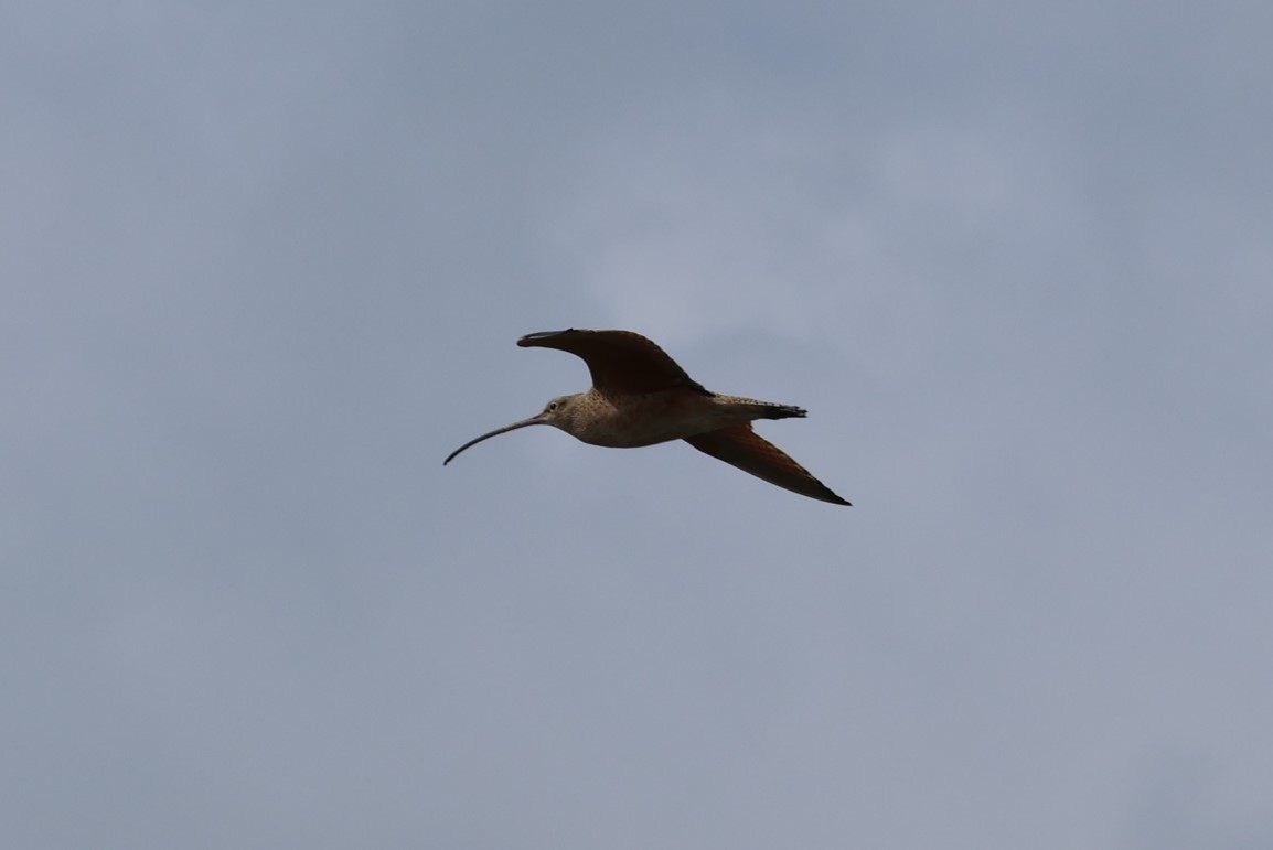 Long-billed Curlew - ML547536891