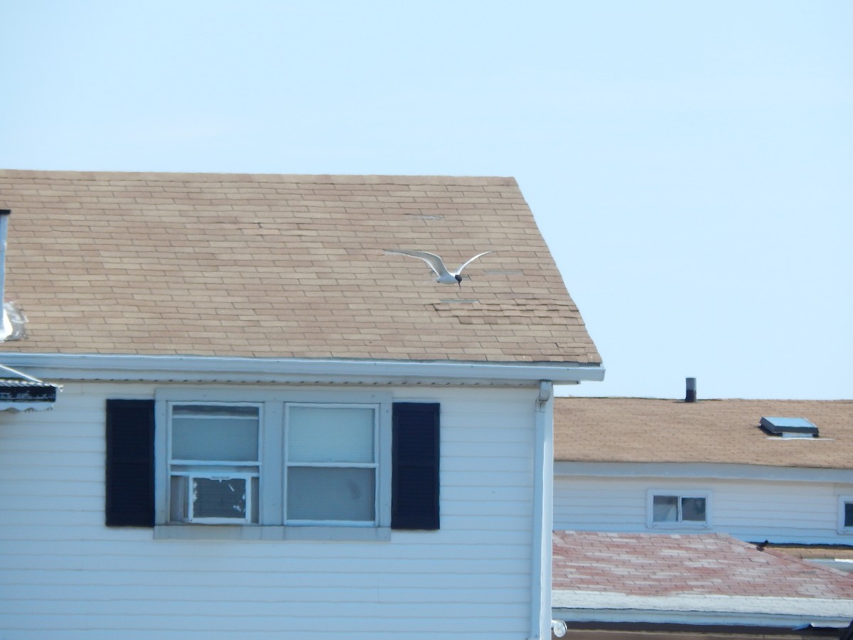 Forster's Tern - ML54753691