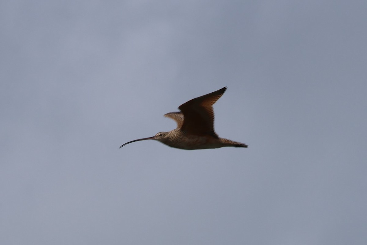 Long-billed Curlew - ML547536911