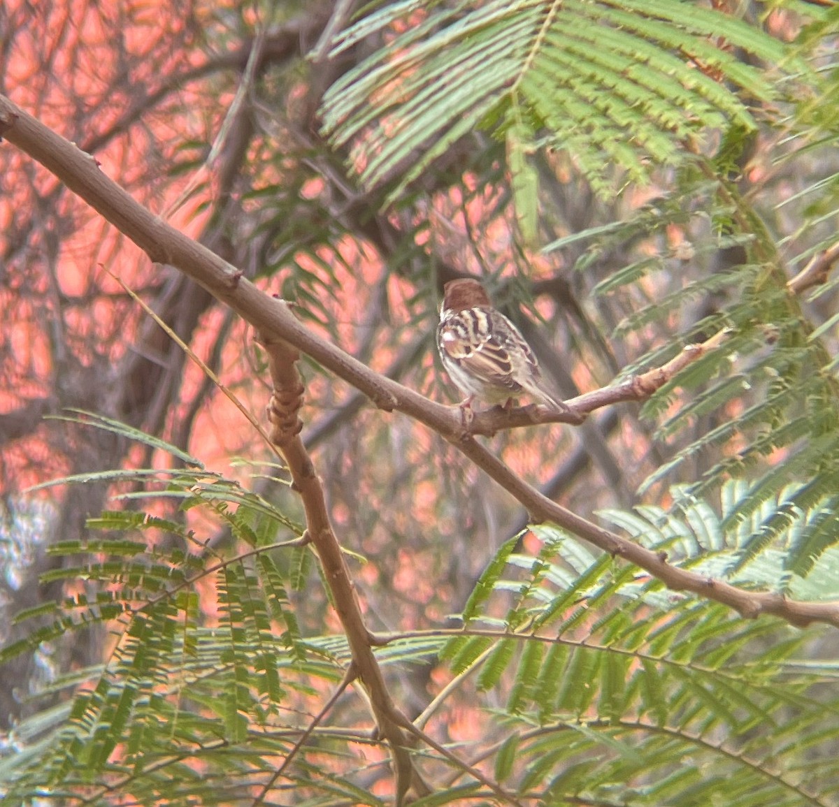 Spanish Sparrow - ML547537311