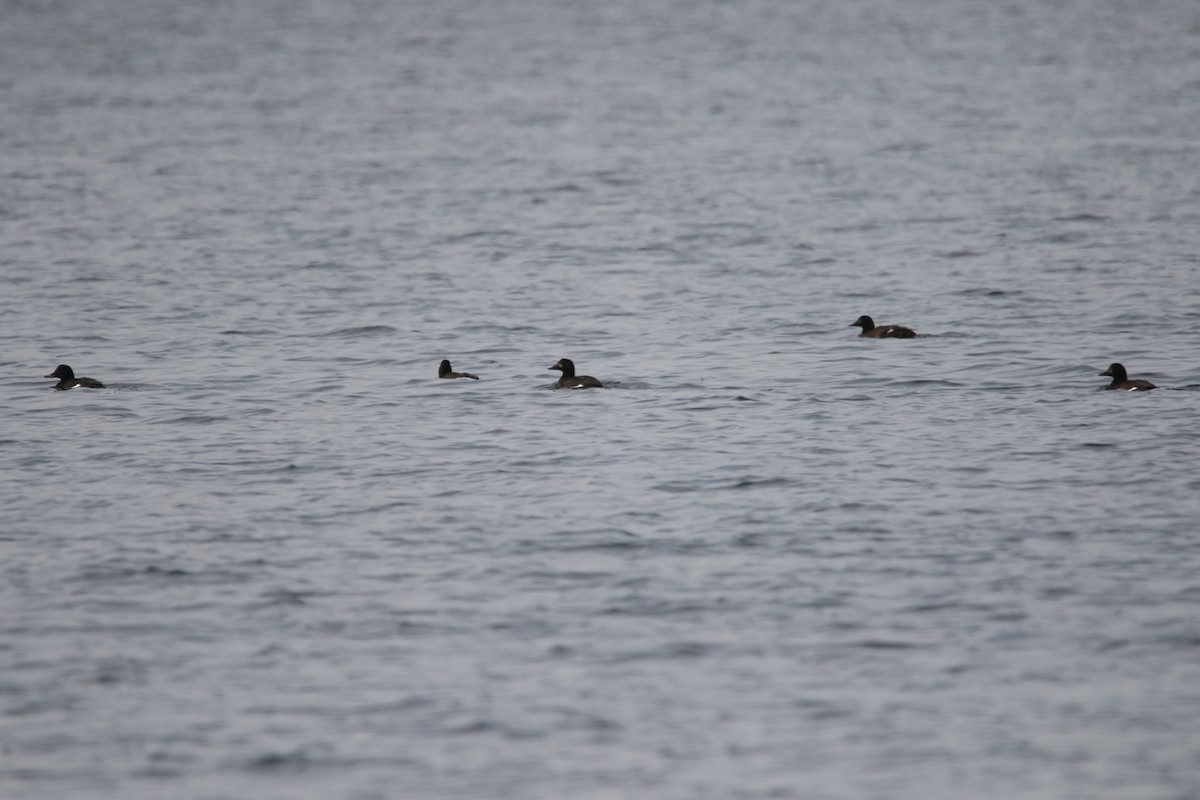 Velvet Scoter - Zbigniew Kajzer