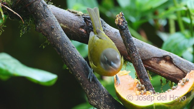 ヤブフウキンチョウ - ML547537591