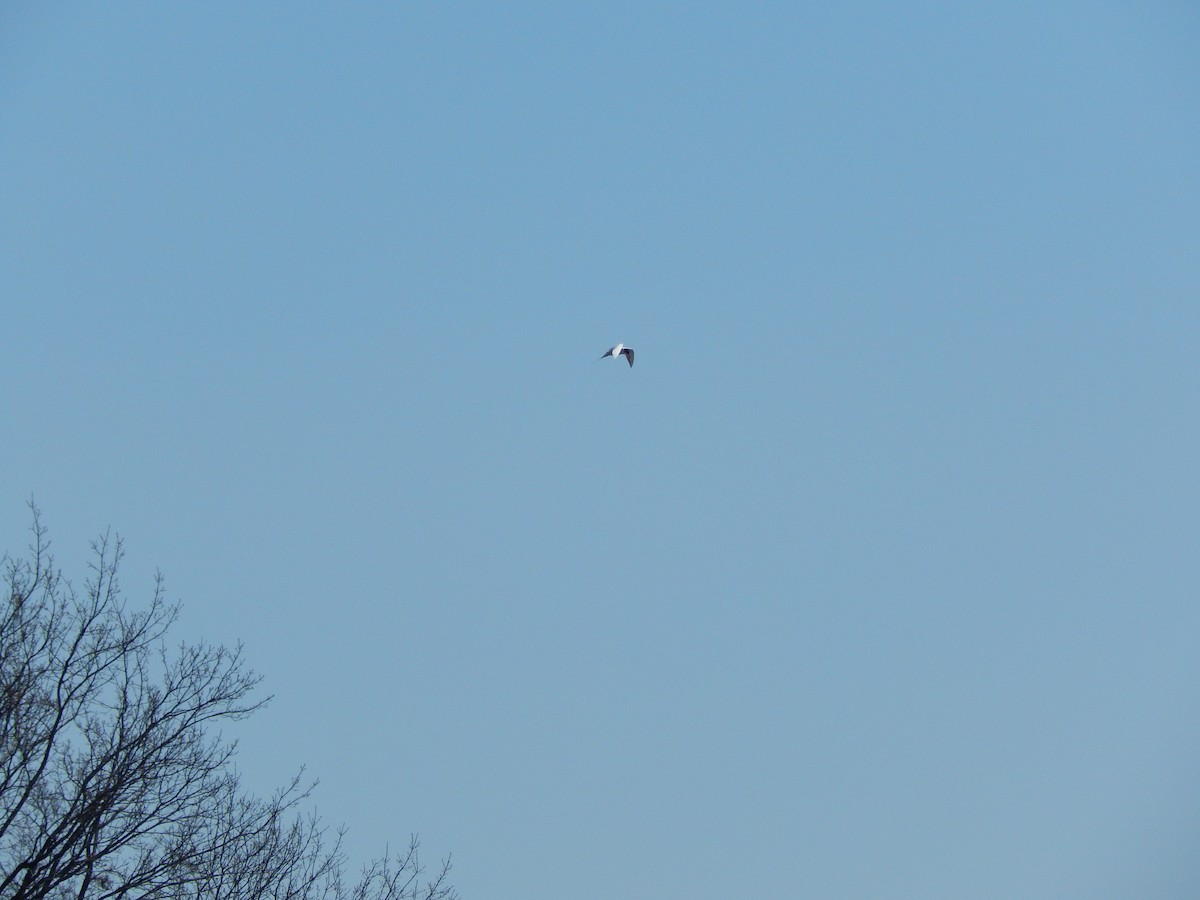 Forster's Tern - ML54753801