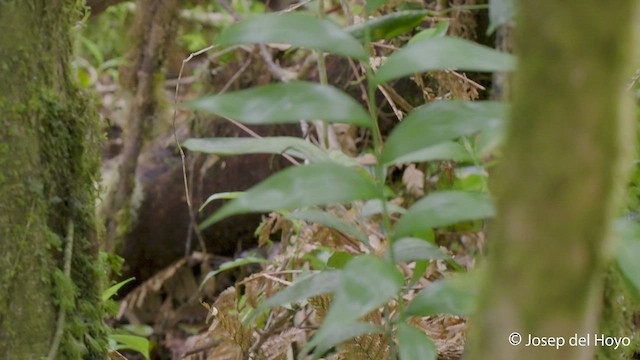 Silvery-fronted Tapaculo - ML547538461