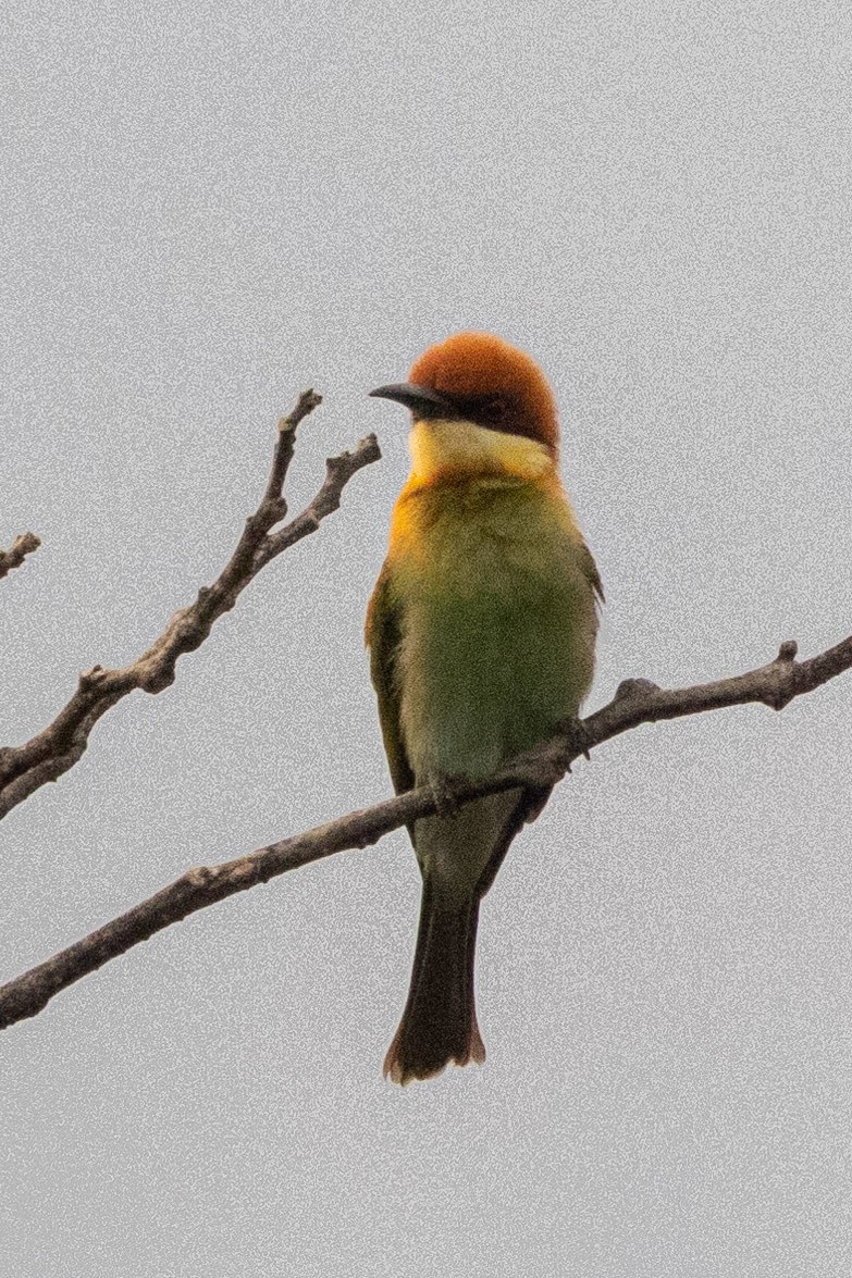Chestnut-headed Bee-eater - ML547539771