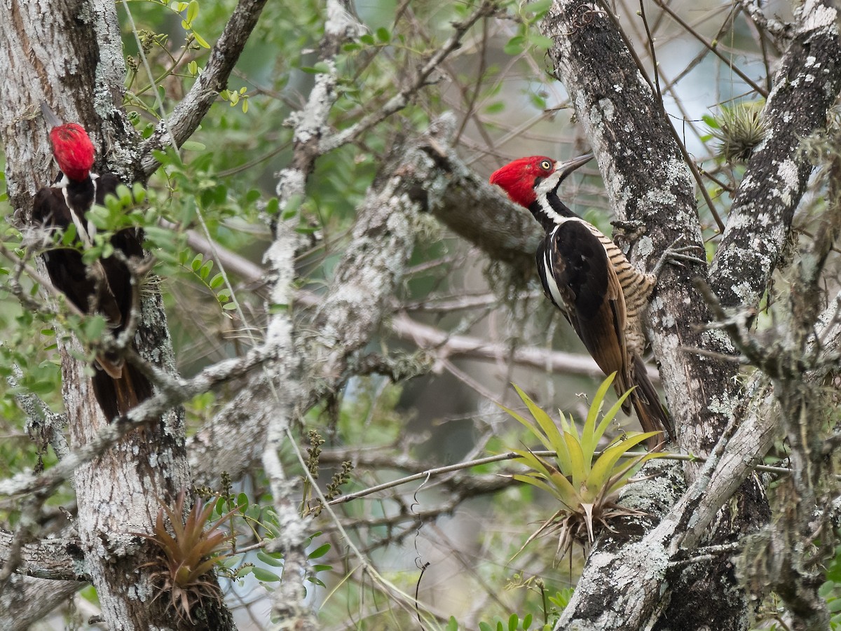 Guayaquil Woodpecker - ML547540751