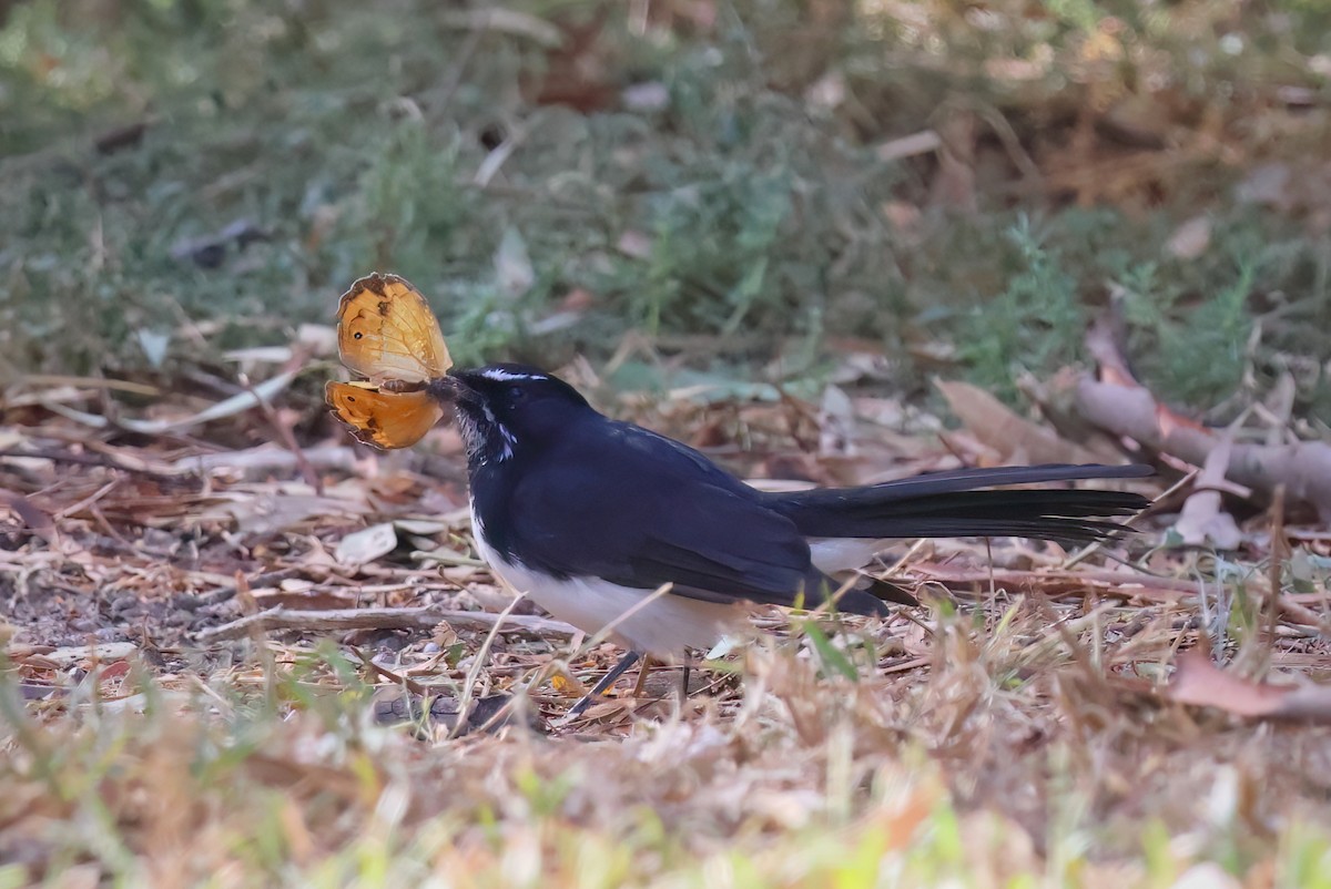 Willie-wagtail - ML547542291