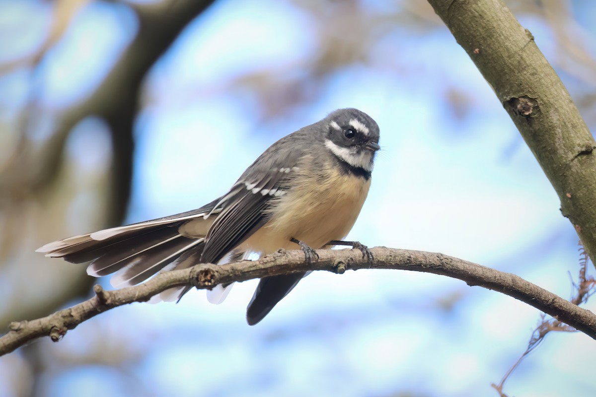 Gray Fantail (albiscapa) - ML547542591