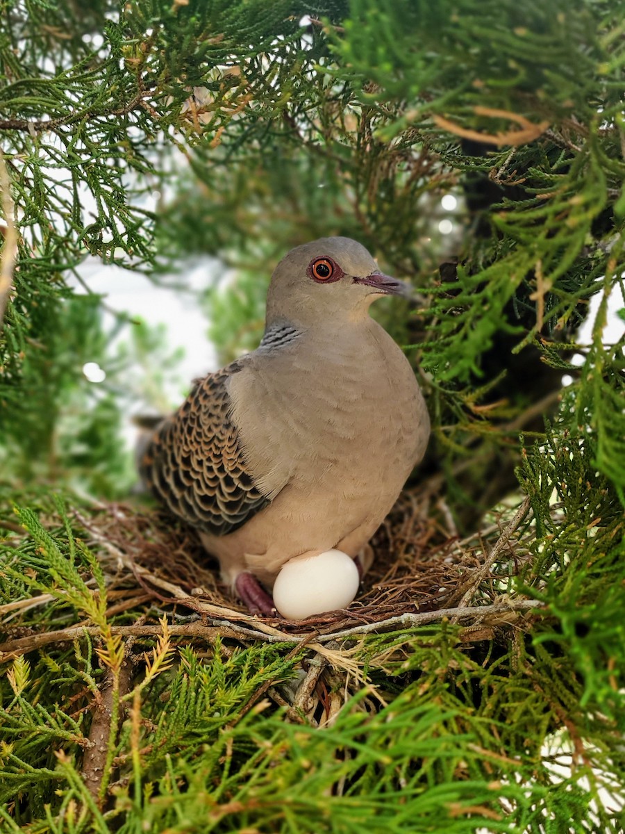 Oriental Turtle-Dove - ML547545241