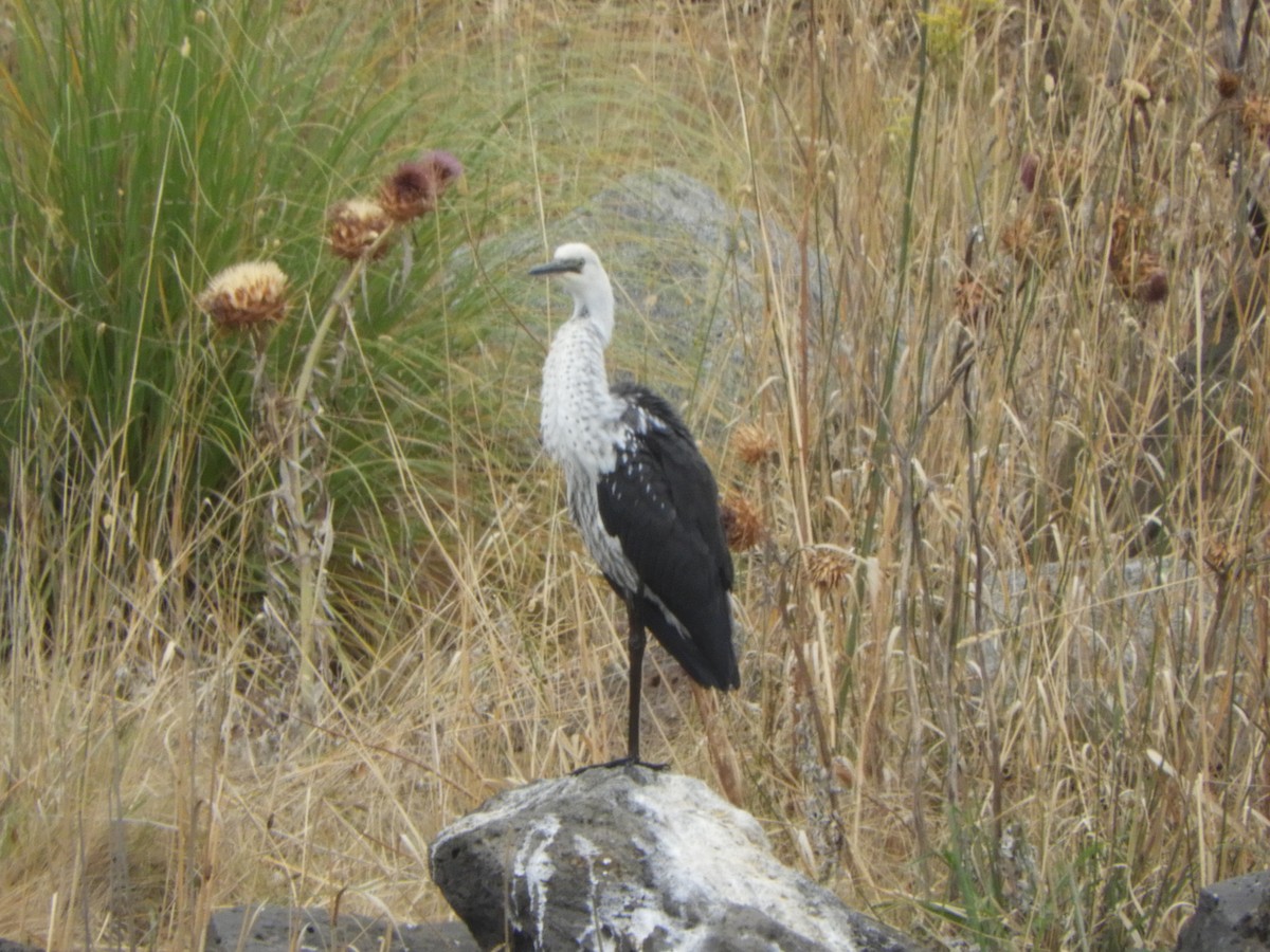 Pacific Heron - ML547545631