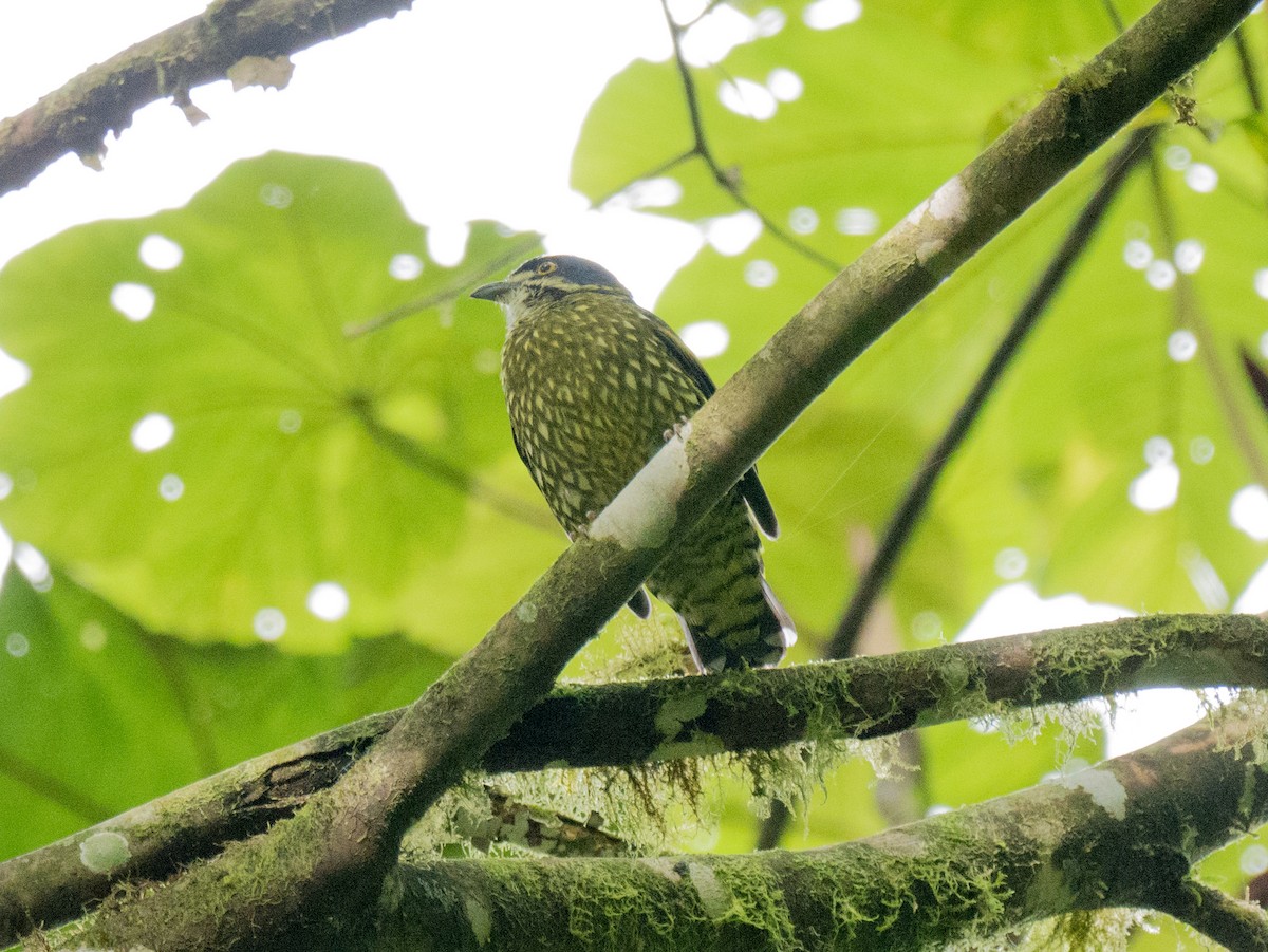 Scaled Fruiteater - ML547545801