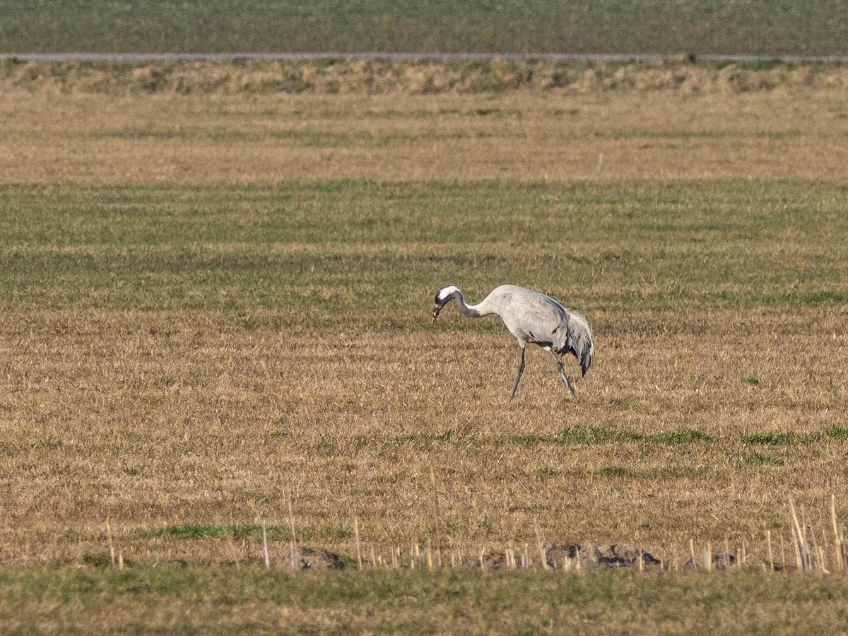 Common Crane - ML547545861