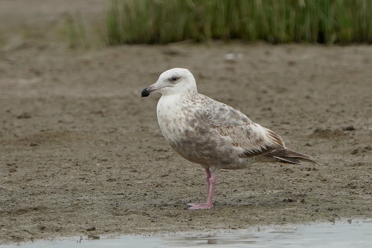 Slaty-backed Gull - ML547546731