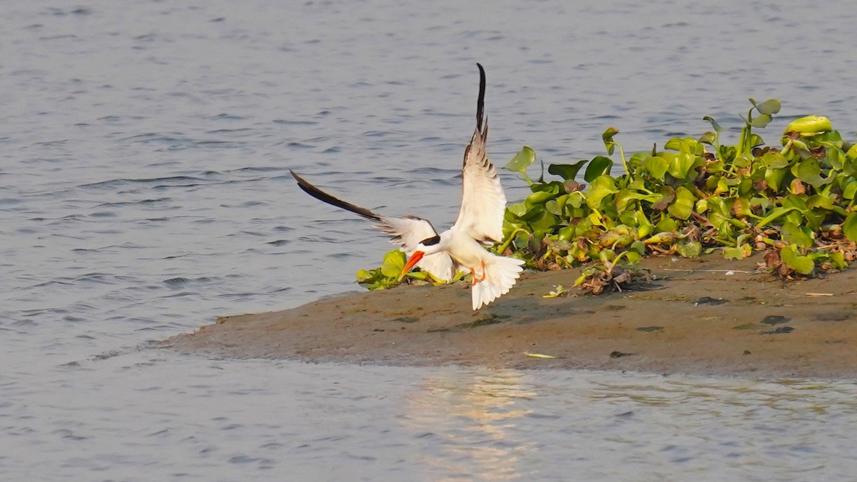 Indian Skimmer - ML547548231