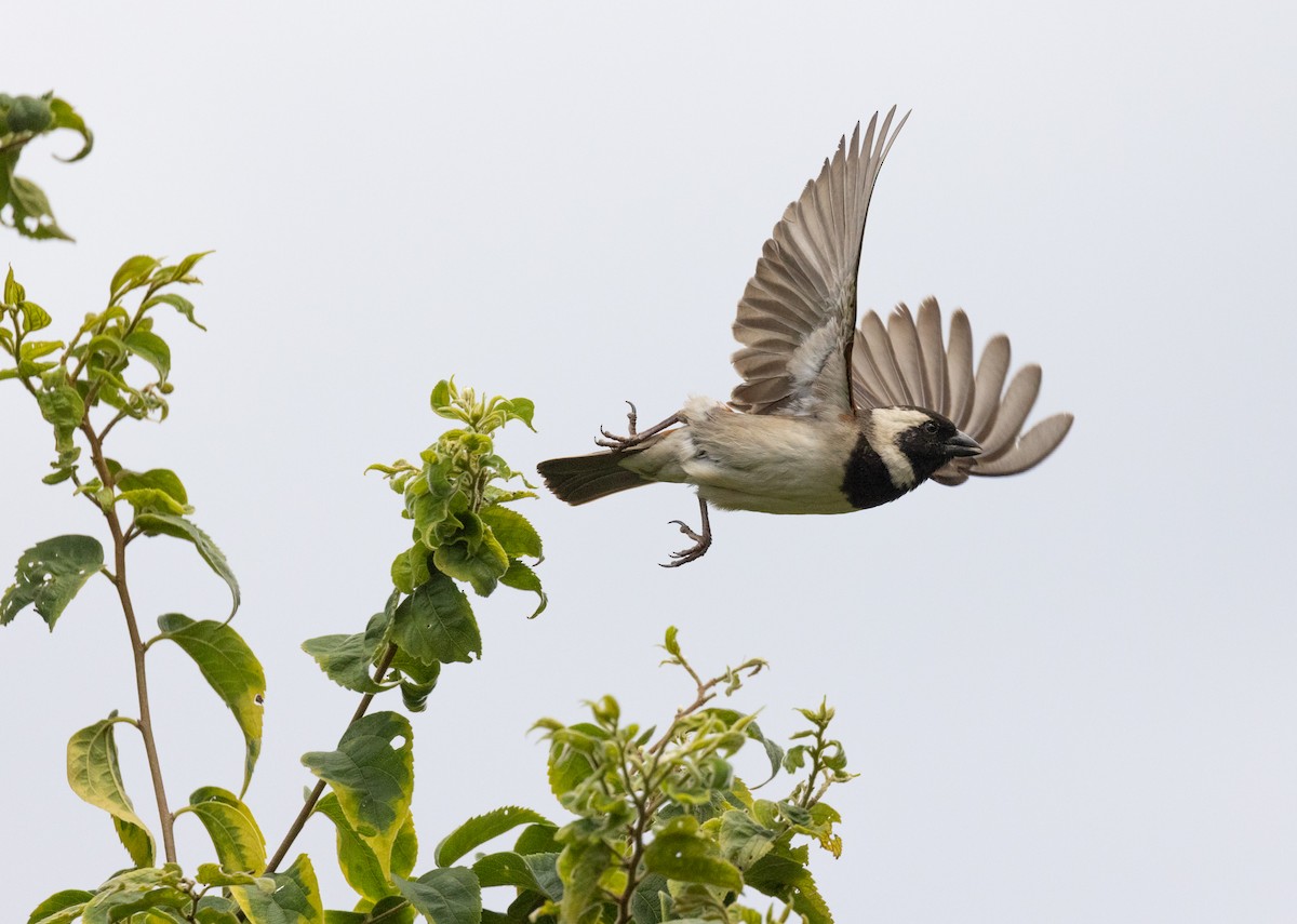 Moineau mélanure - ML547548371