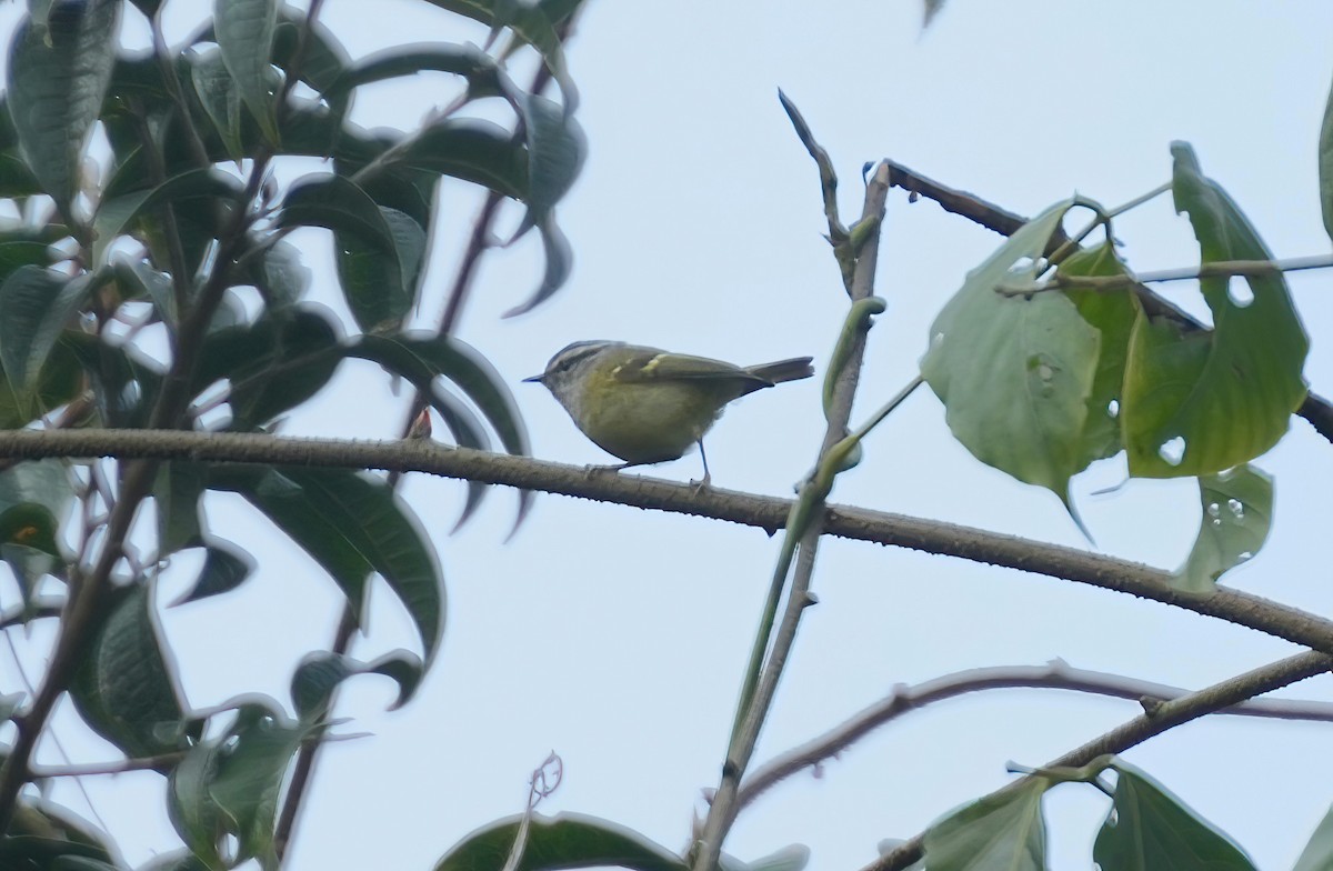 Hume's Warbler - ML547548871