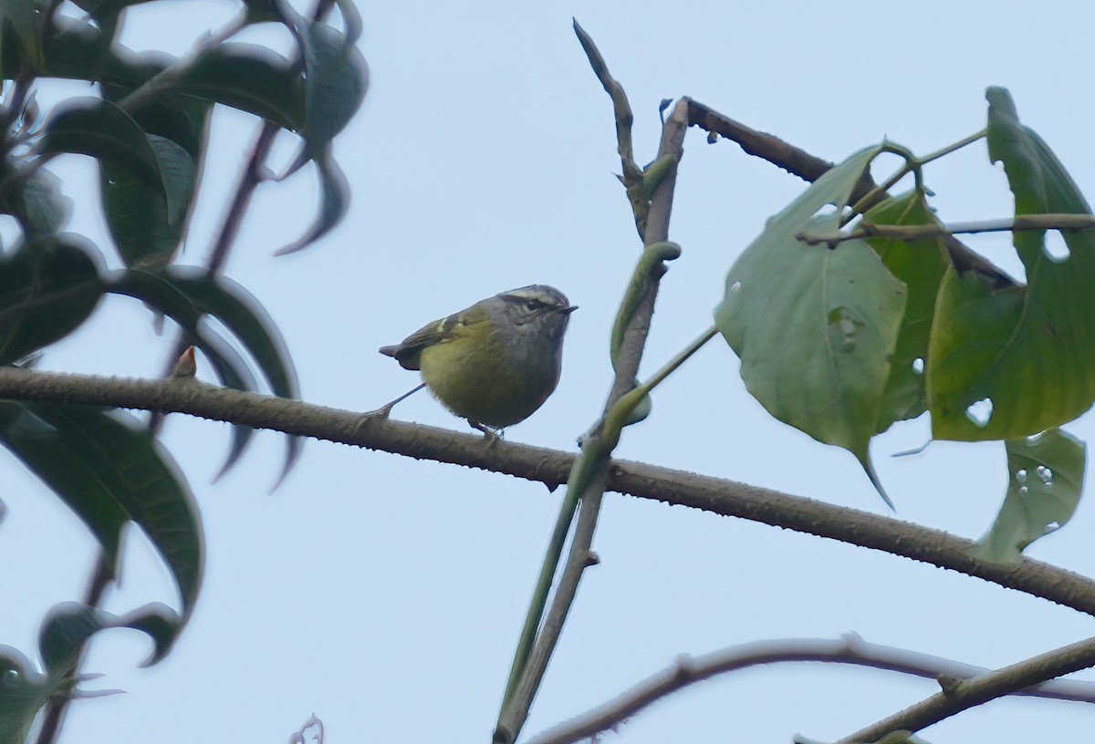 Hume's Warbler - ML547548881