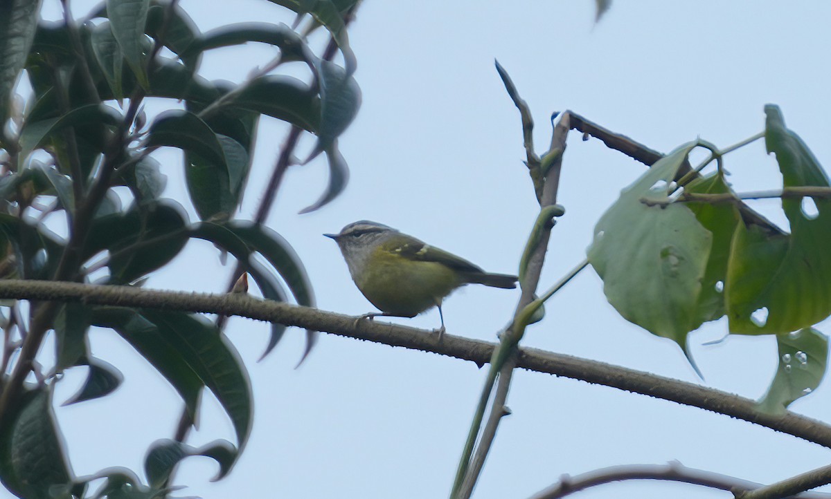 Hume's Warbler - ML547548891