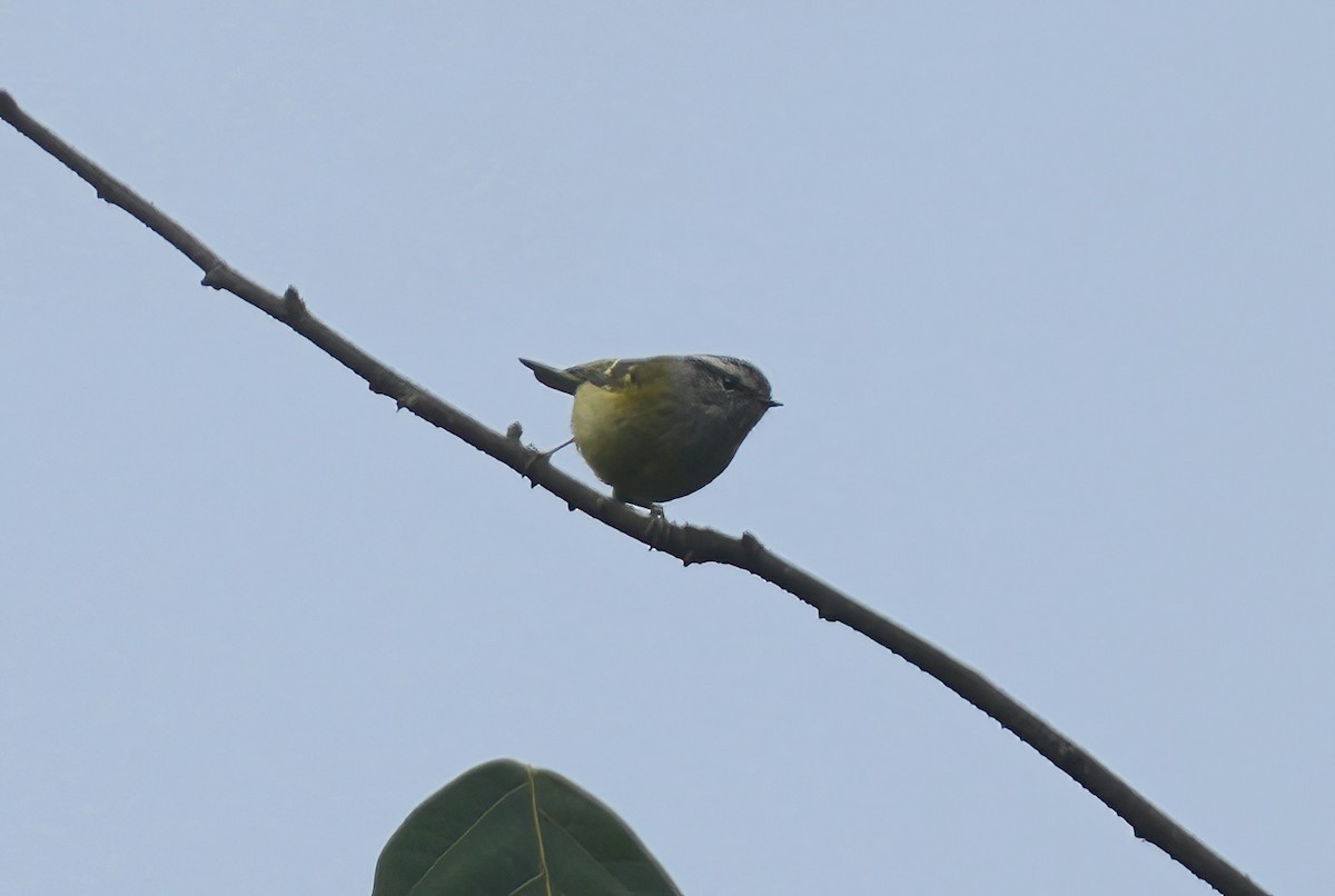 Hume's Warbler - ML547548901