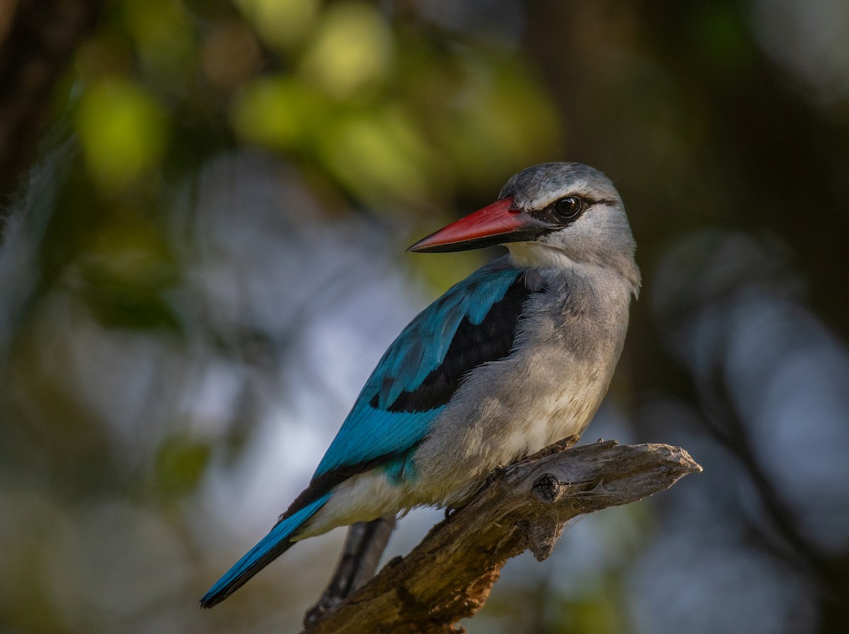 Martin-chasseur du Sénégal - ML547548941