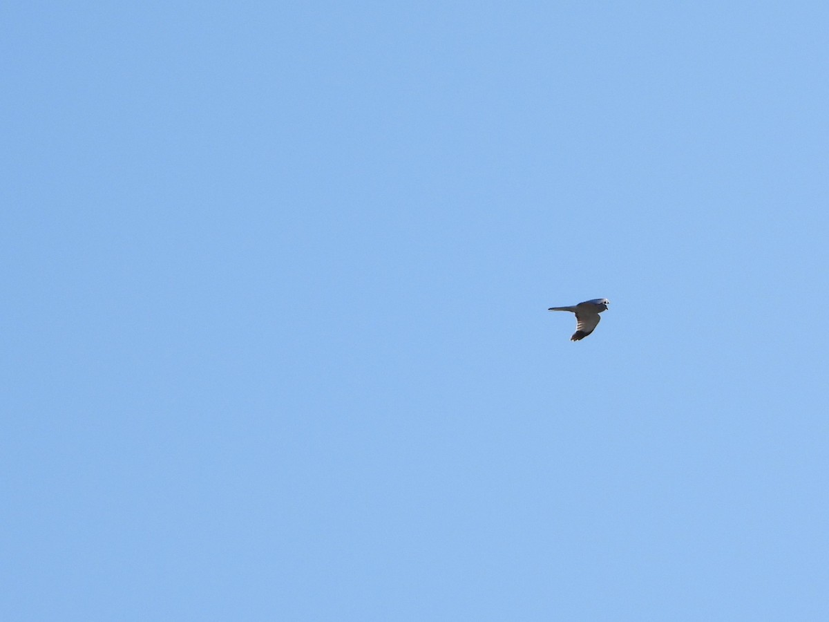 Northern Harrier - ML547549901