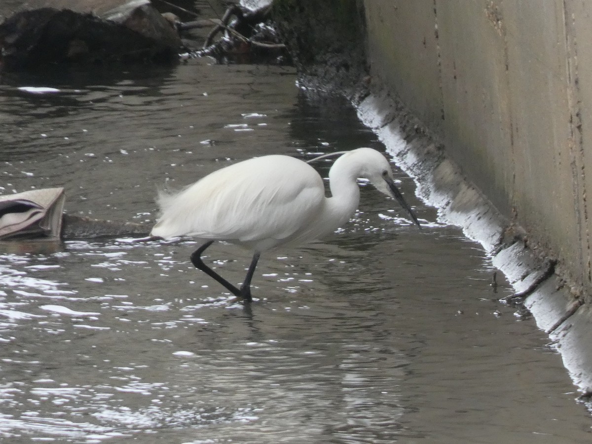 Little Egret - Andrew Self