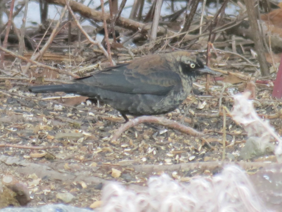 Rusty Blackbird - ML547551601