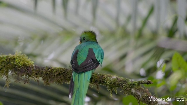Quetzal resplendissant - ML547553121