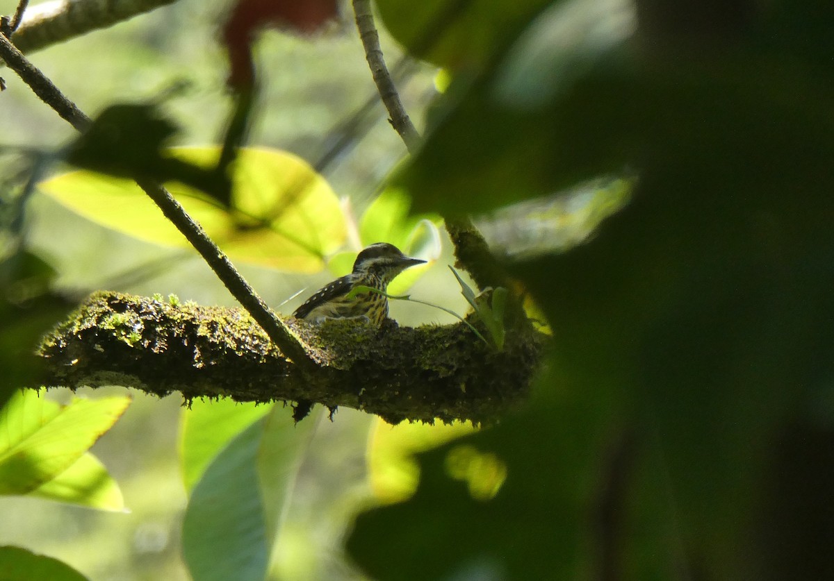 Philippine Pygmy Woodpecker - Leigh McDougal