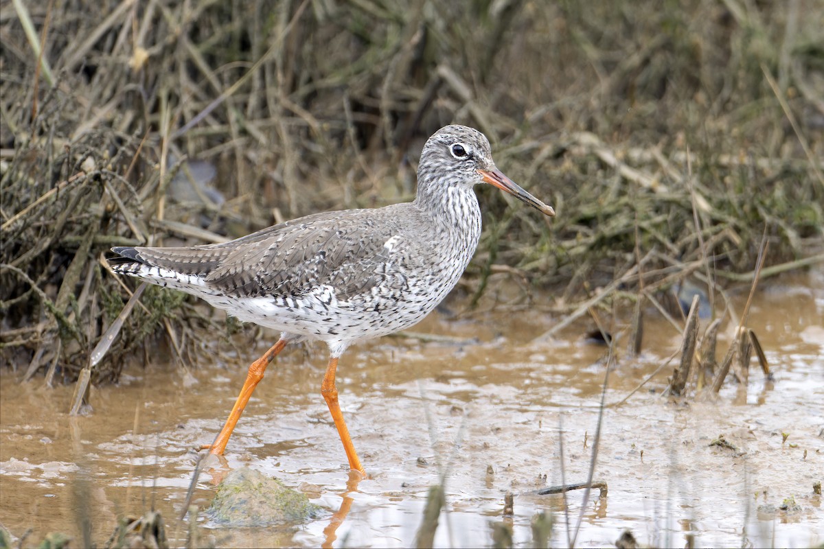 Common Redshank - ML547553701