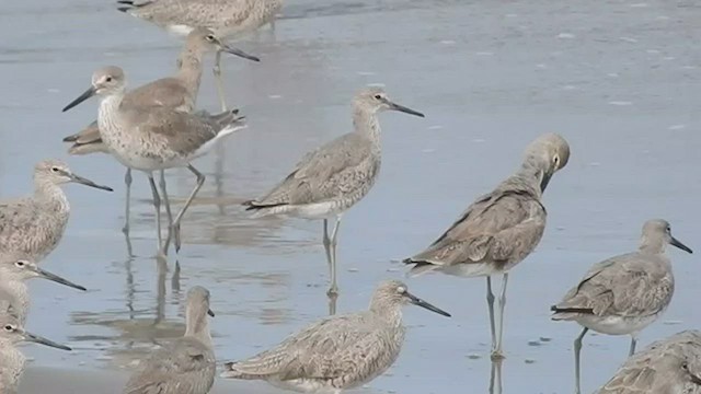 Willet - ML547554061