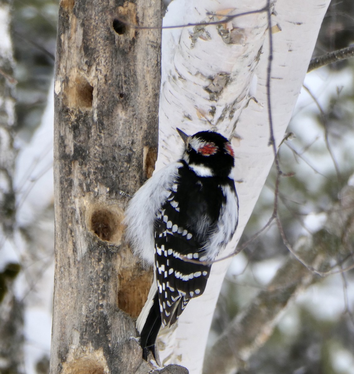 Hairy Woodpecker - ML547554641