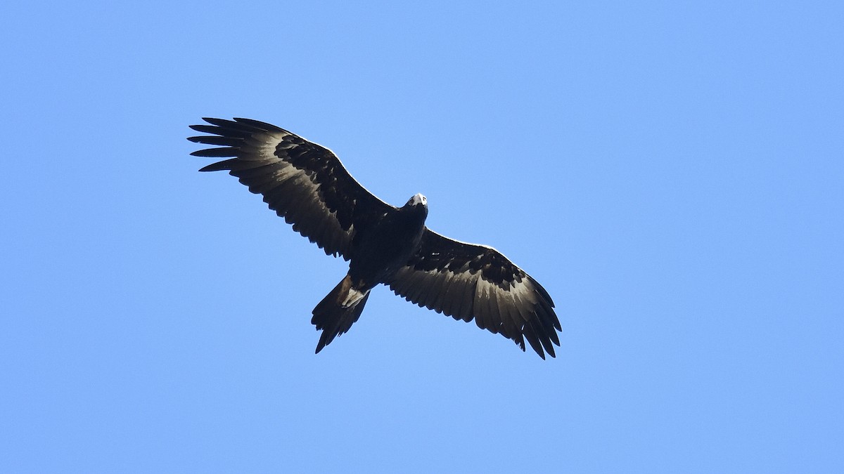 Wedge-tailed Eagle - ML547554711