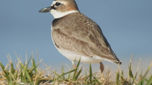 Wilson's Plover - ML547555271