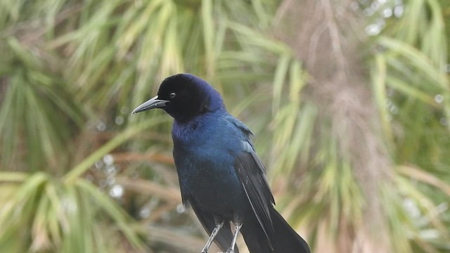 Boat-tailed Grackle - ML547556371