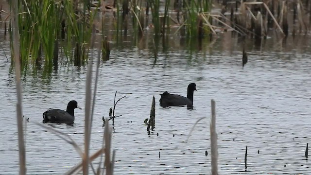 American Coot - ML547556581