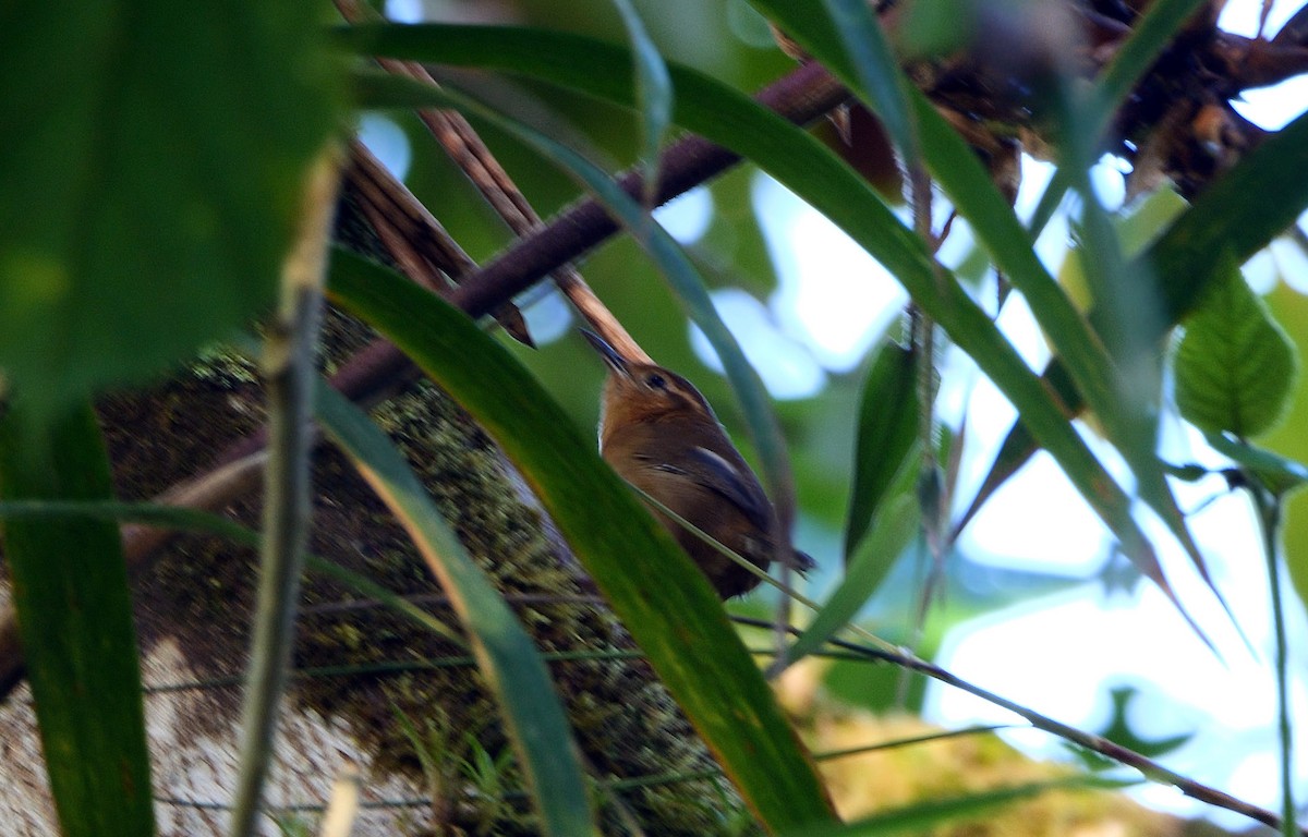 Ochraceous Wren - ML547558531