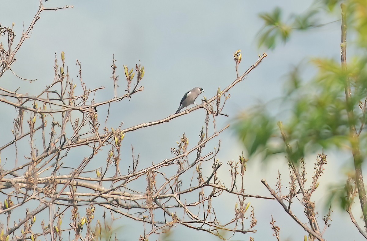 Brown Bullfinch - Sudip Simha