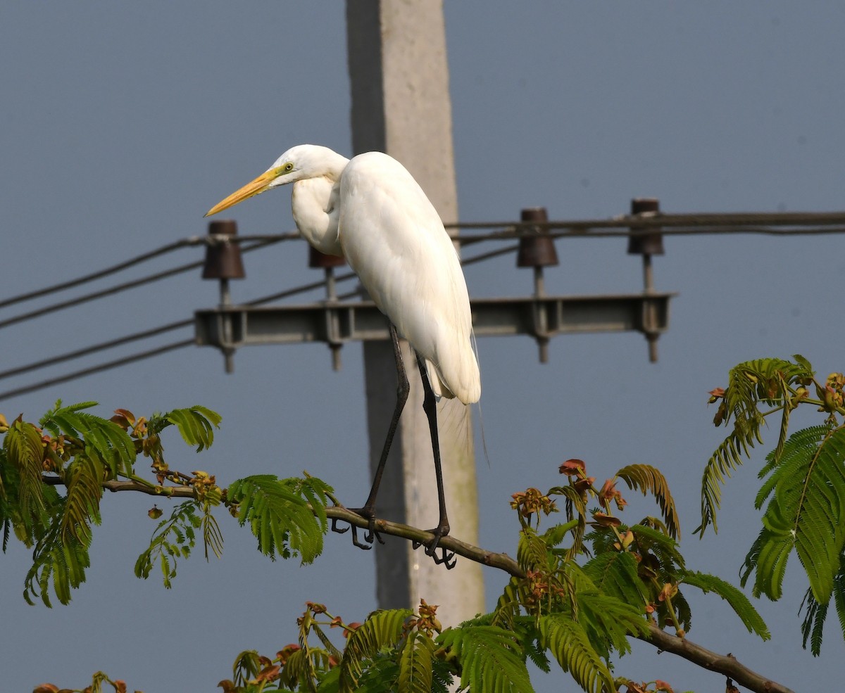 Great Egret - ML547558901