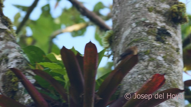 střízlík vysočinný - ML547559851