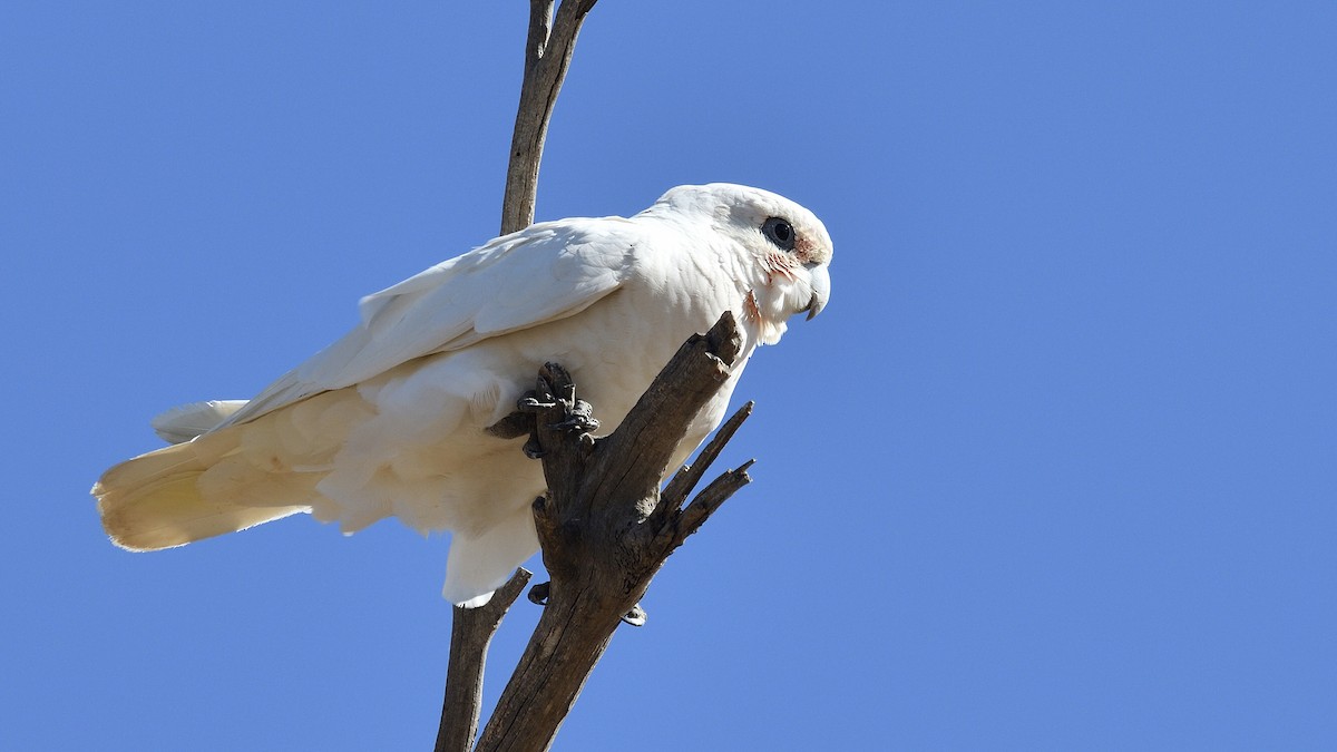 Cacatoès corella - ML547559881