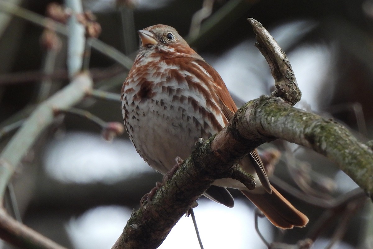 Fox Sparrow - ML547560911