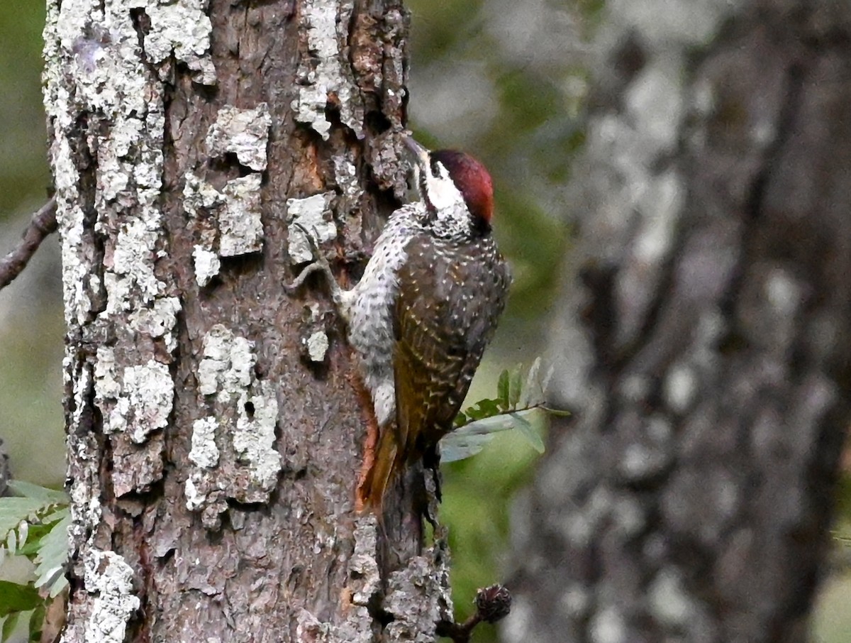 Bennett's Woodpecker - Joseph Tobias