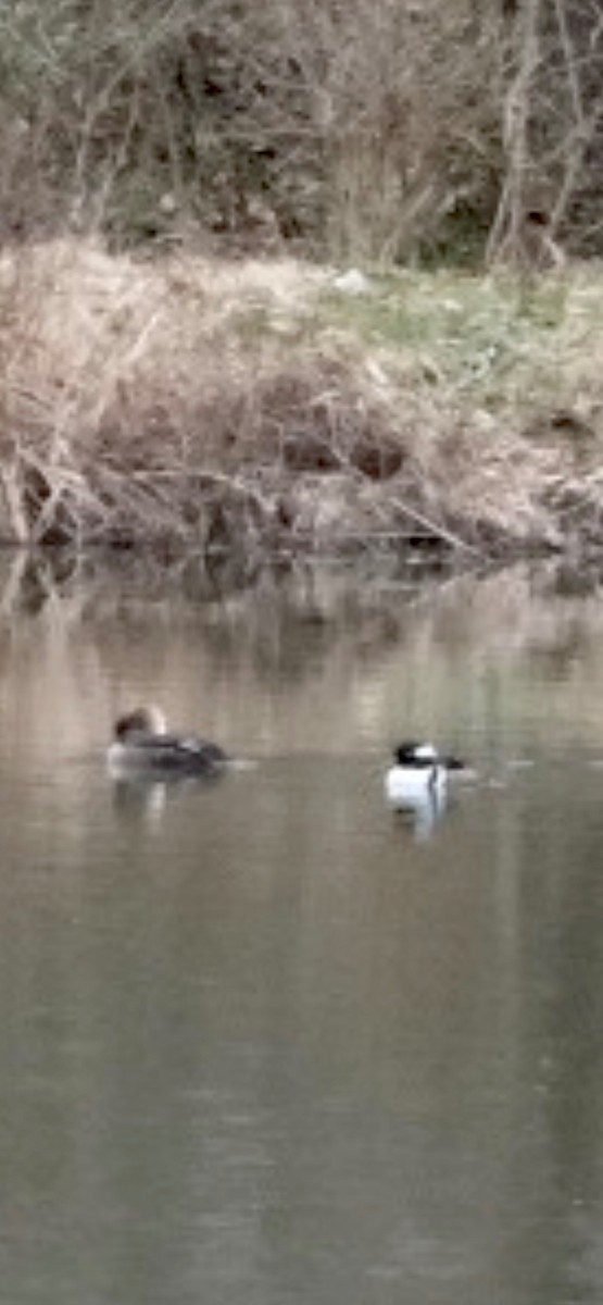 Hooded Merganser - Michael Lawlor